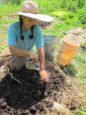 Watering transplants