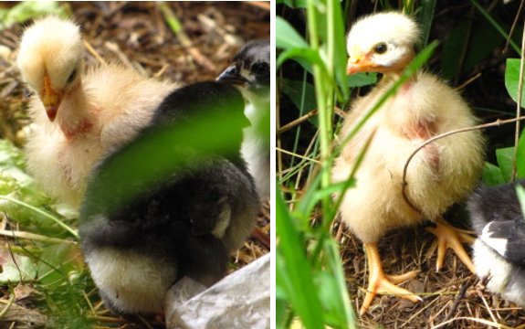 Turken chick up close and cute