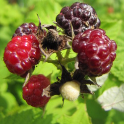 Black raspberry fruit