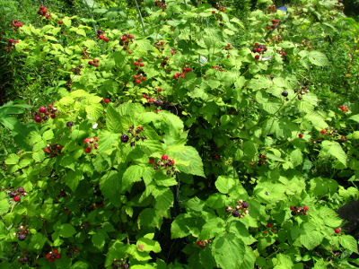 Black raspberry bush