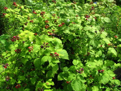 The bushy plant that results from tip-pruning