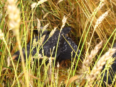 Chickens in ripe wheat