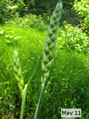 Green wheat head
