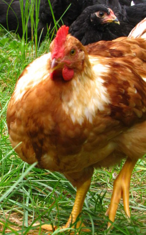 predator proofing a chick housing area otherwise known as a coop