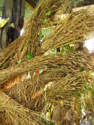 Drying wheat