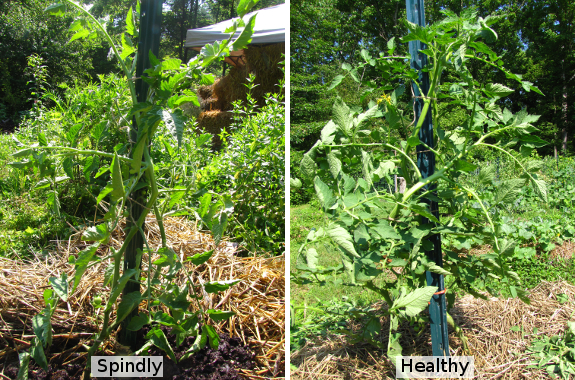 Spindly and healthy tomatoes