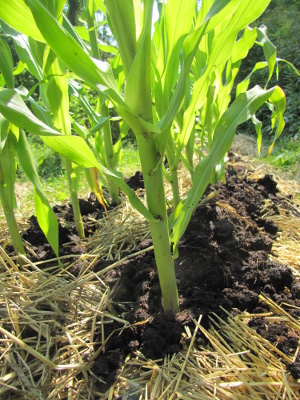 Top dressing corn