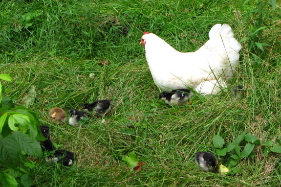 Hen with chicks on pasture
