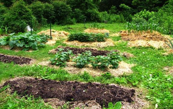 Mulched raised beds