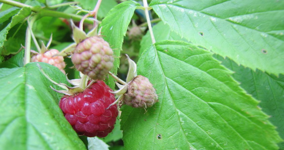 Red raspberry