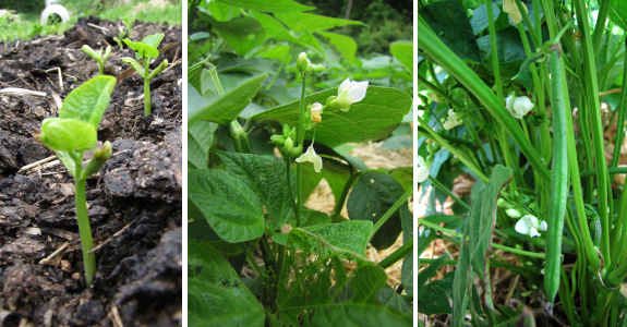 Succession planting beans