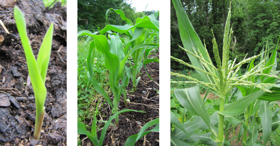 Succession planting corn
