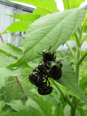 Cluster of Japanese beetles