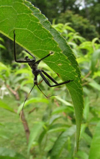 Nymph wheel bug