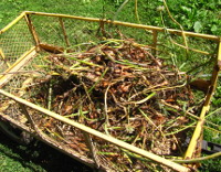 Harvest potato onions