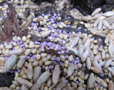 Adding seeds to a seed ball