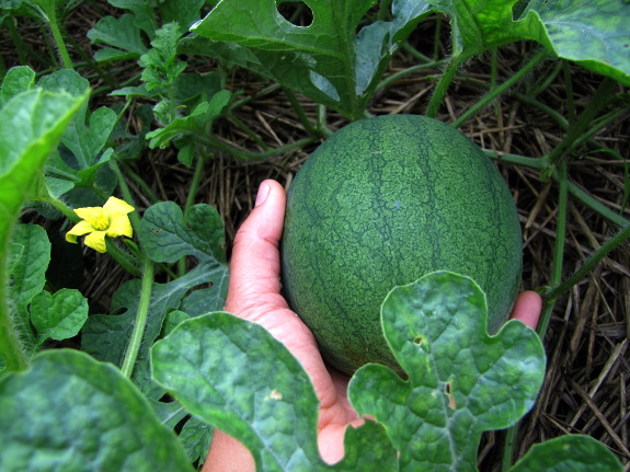 Baby watermelon