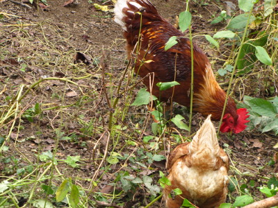 Chickens eating buckwheat