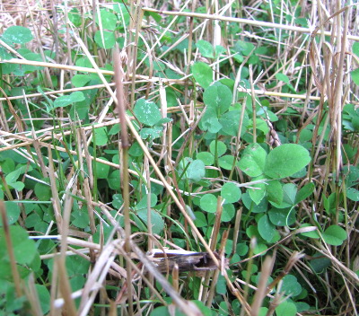 Clover in wheat stubble