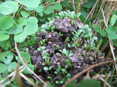 Sprouting seed ball