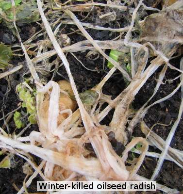 Winter-killed oilseed radish