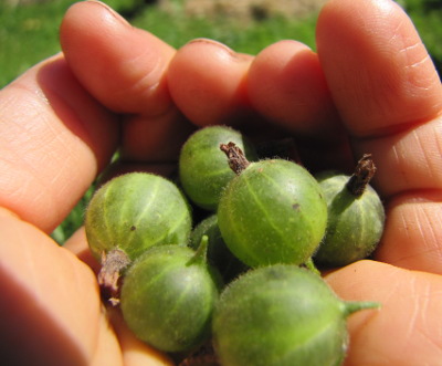 Gooseberries