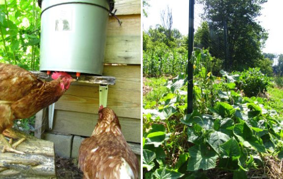 chicken drinking and watermelon soaking up the 2011 sun