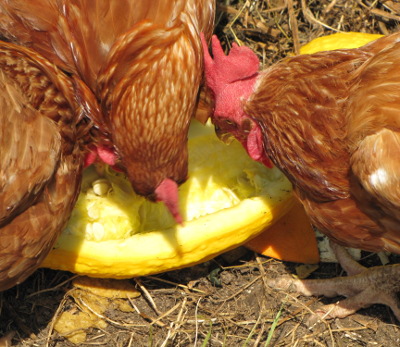 Chickens eating squash