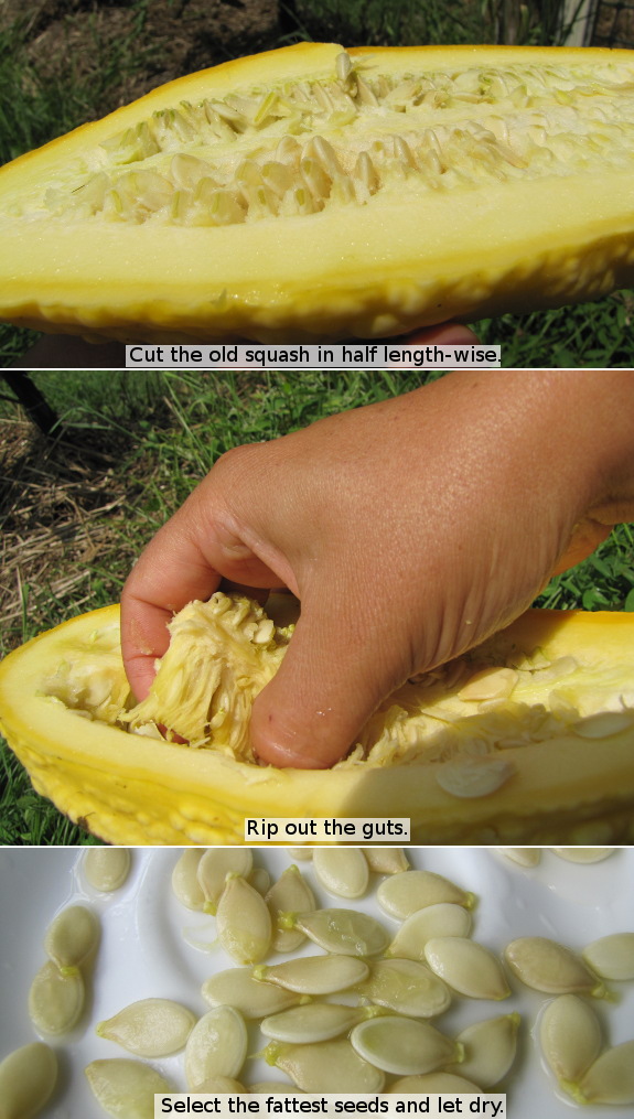 Saving summer squash seeds