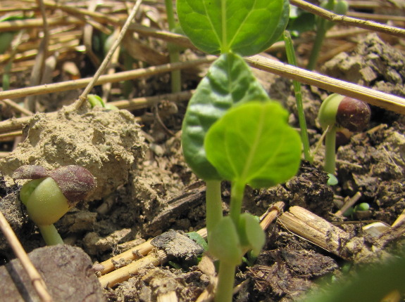 Germinating cowpeas