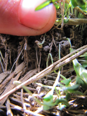 Roots growing out of a seed ball