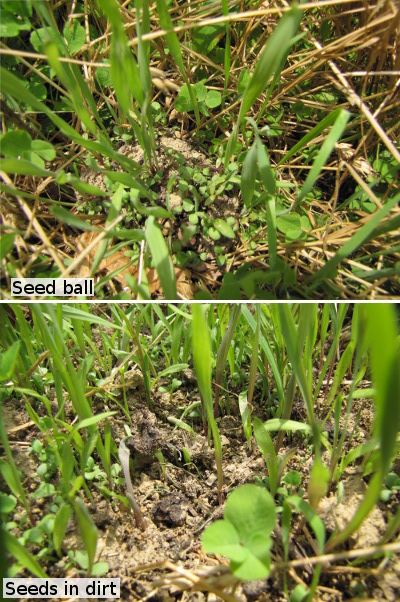 Seed ball vs. seeds in dirt