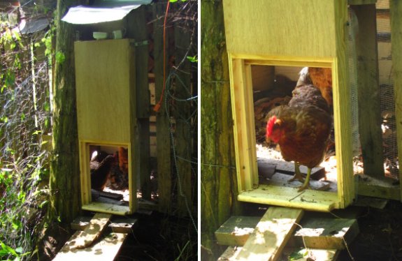 automatic chicken coop door opener and closer with hen