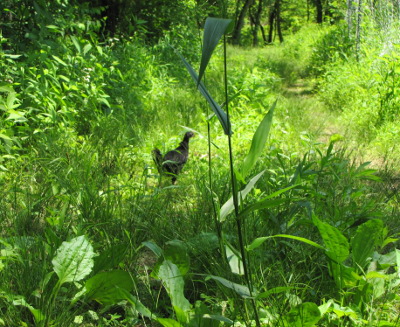 Chicken in grass