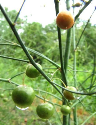 Asparagus berries