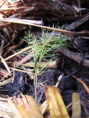 Asparagus seedling