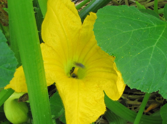 Bee on squash blossom