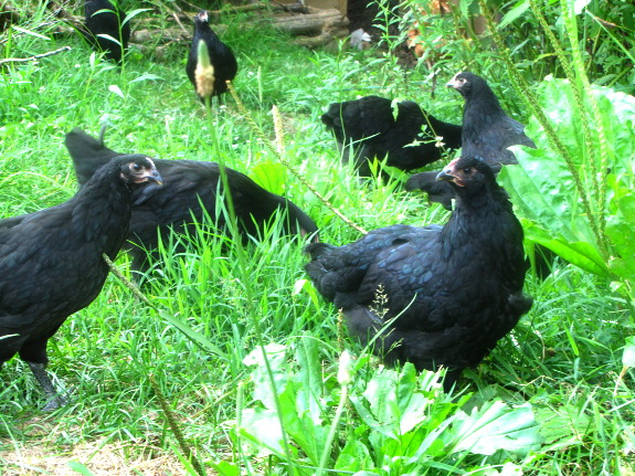 Black Australorp pullets