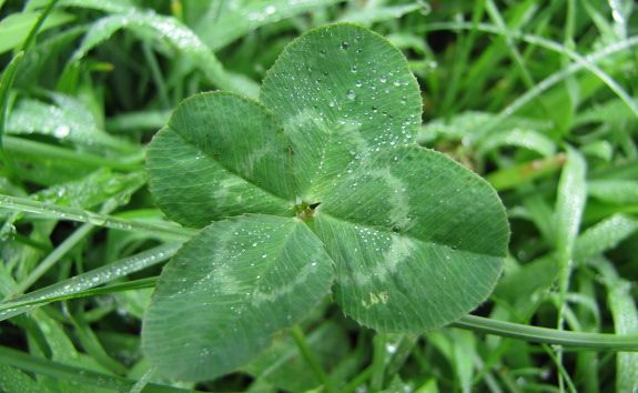 Four leaf clover