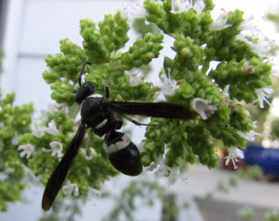 Wasp on oregano