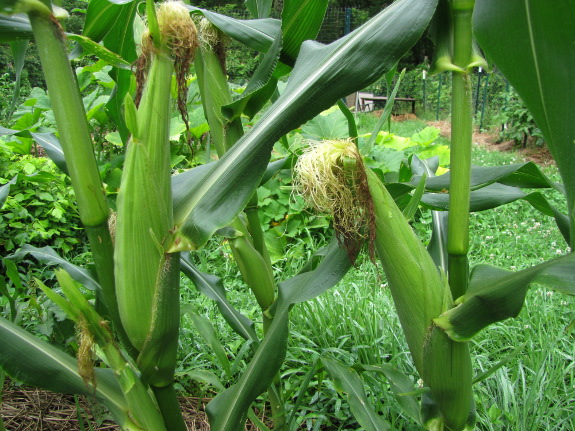 Sweet corn