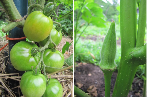 Tomato and okra