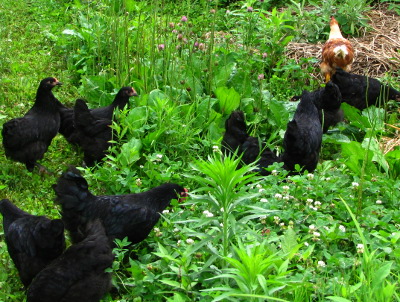 Chickens in the weeds