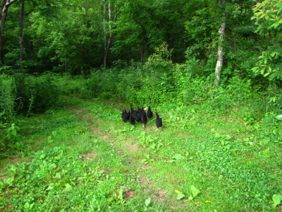 Chickens running into the woods