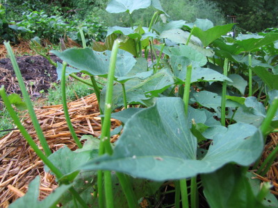 sweet potato deer damage