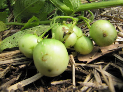 Green potato fruits