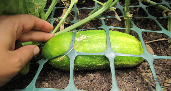 Growing cucumber