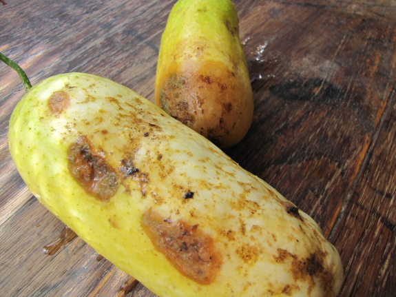 Over ripe cucumber