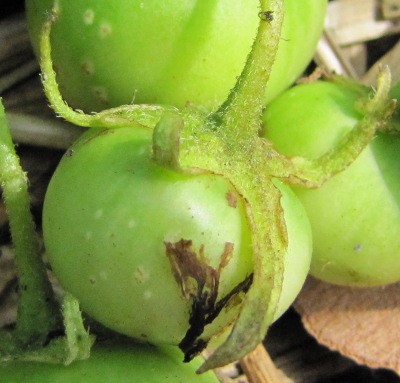 Potato fruit