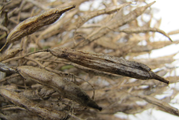 Asian green seed pod